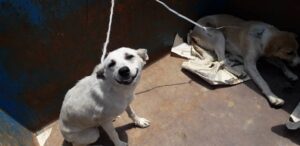 IMG 20200711 WA0004 | طرح زنده گیری سگ های ولگرد در روستای قلعه نو چمن اجرایی می شود