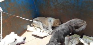 IMG 20200711 WA0005 | طرح زنده گیری سگ های ولگرد در روستای قلعه نو چمن اجرایی می شود