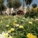 گزارش تصویری| تولید ۲۰ هزار گلدان گل در گلخانه دهیاری قمصر