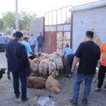 IMG 1653 compress2 | گزارش تصویری| جمع آوری و ساماندهی دام فروشان و کشتارهای غیرمجاز در بخش کهریزک